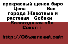 прекрасный щенок биро › Цена ­ 20 000 - Все города Животные и растения » Собаки   . Вологодская обл.,Сокол г.